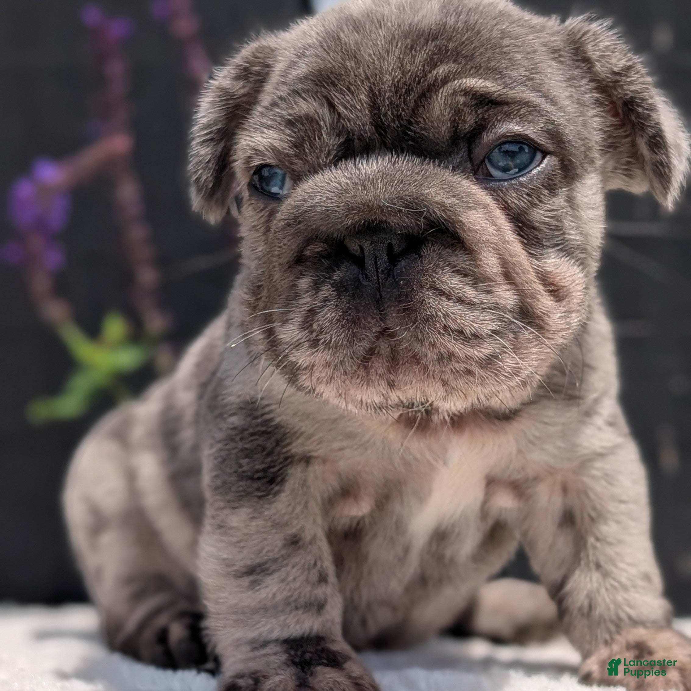 French Bulldog dogs Ziggy - Ad 2