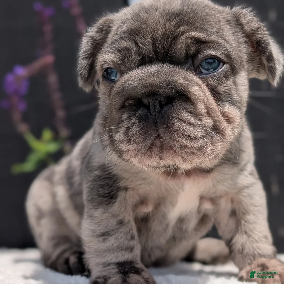 French Bulldog dogs for sale: Ziggy - Ad 2