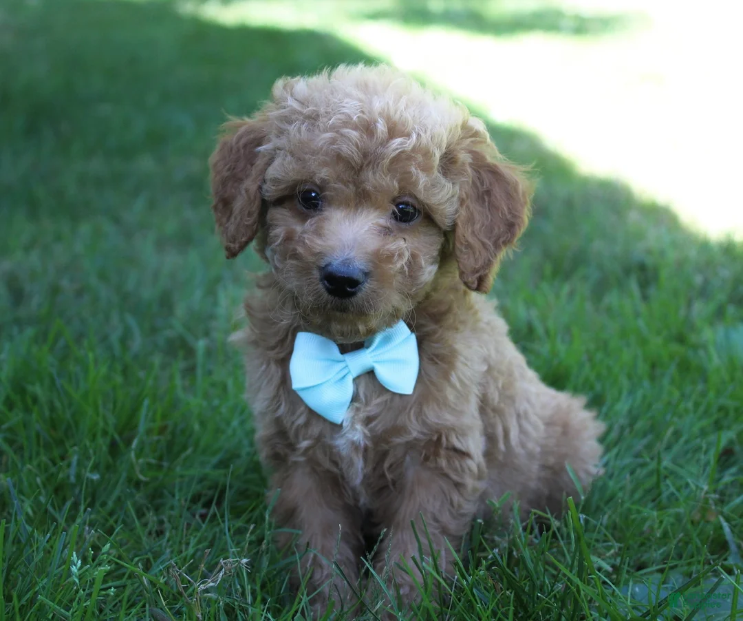 Mini Goldendoodle dogs for sale: Dante 💎 - Ad 1