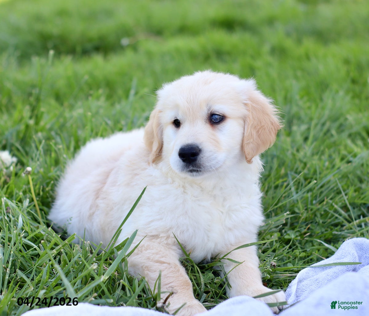 Golden Retriever dogs Buddy - Ad 2