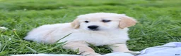 Golden Retriever dogs for sale: Buddy - Ad 2