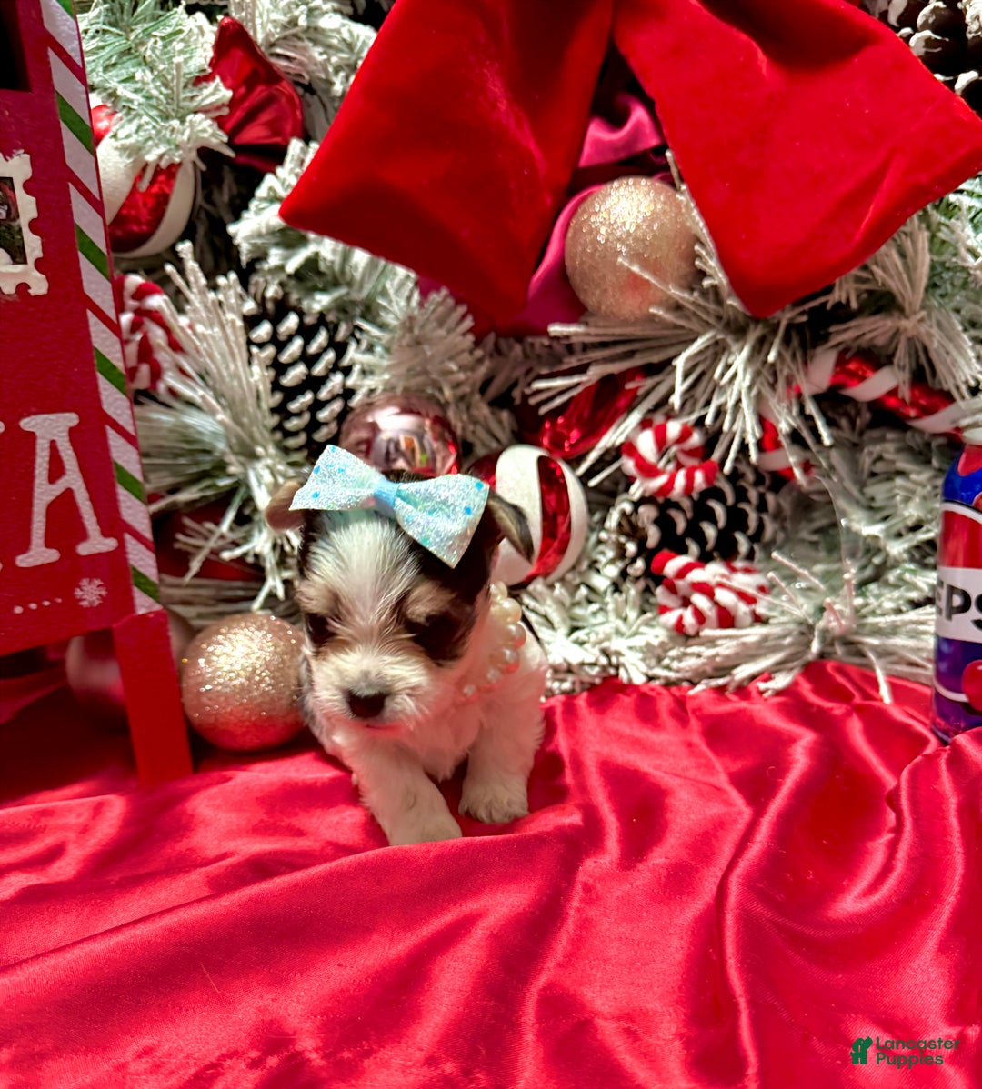 Yorkshire Terrier dogs for sale: Yakko - Ad 1