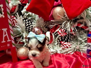 Yorkshire Terrier dogs Yakko - Ad 26