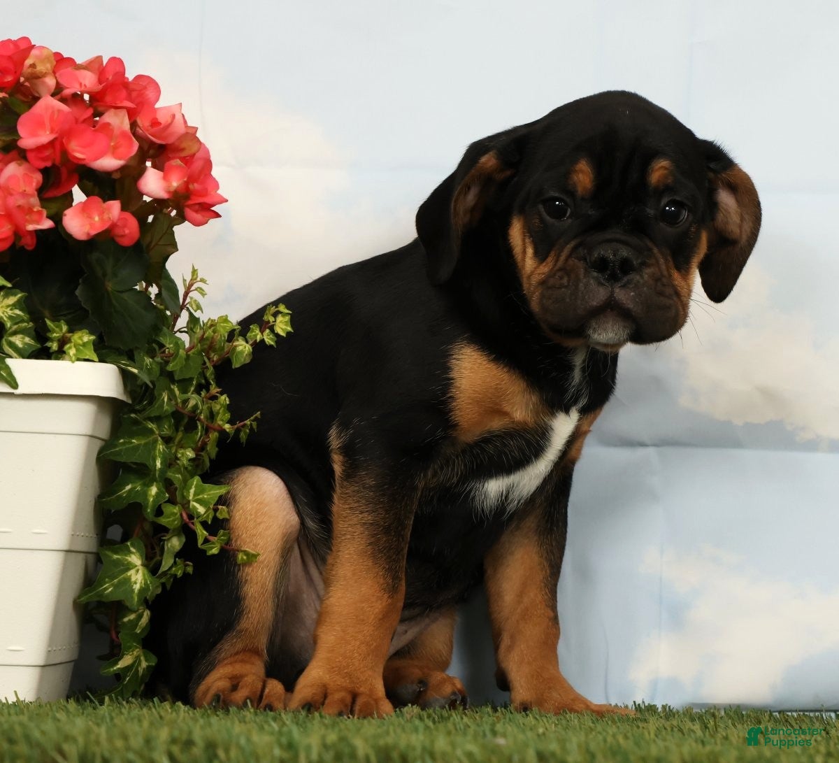 Mixed Breed dogs Lux - Ad 1