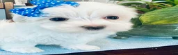 Maltese dogs for sale: Toy sized Anya - Ad 12
