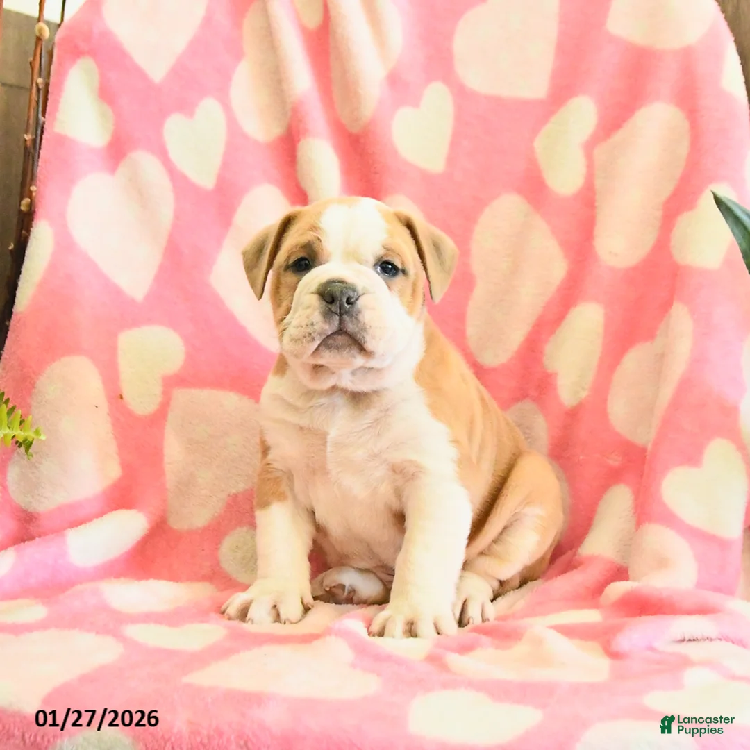 Olde English Bulldogge dogs for sale: Bandit - Ad 4