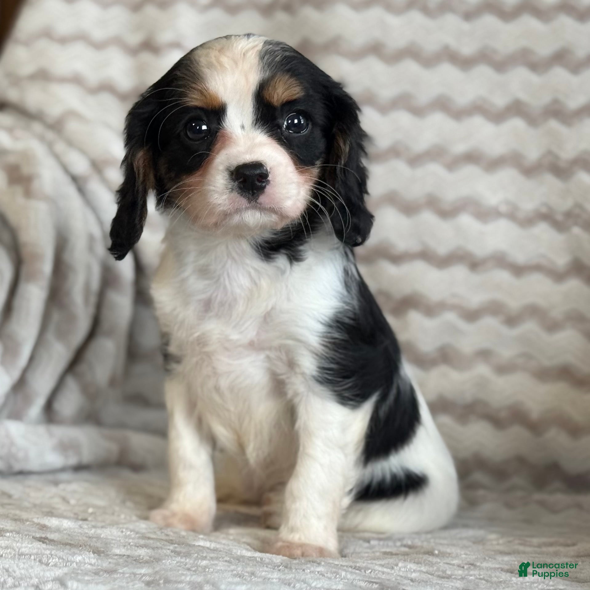 Cavalier King Charles Spaniel dogs Tammy - Ad 2