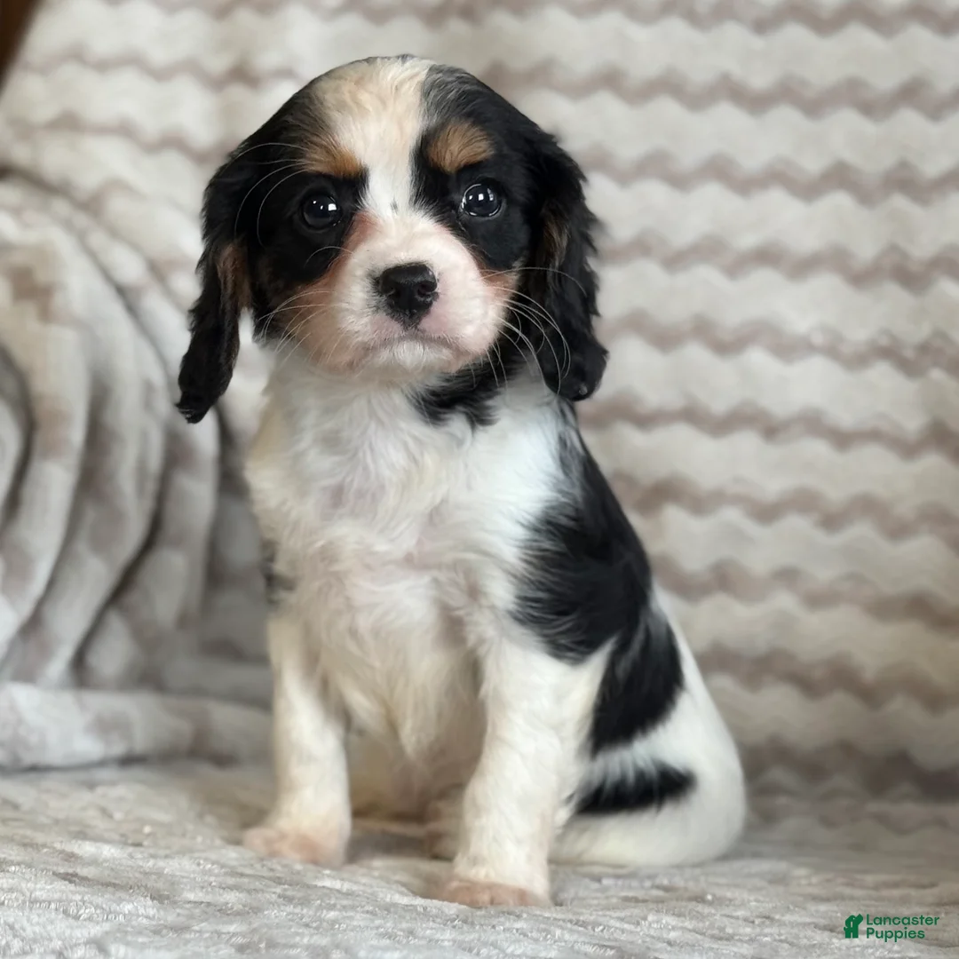 Cavalier King Charles Spaniel dogs for sale: Tammy - Ad 2