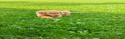 Golden Retriever dogs for sale: Goldie - Ad 7