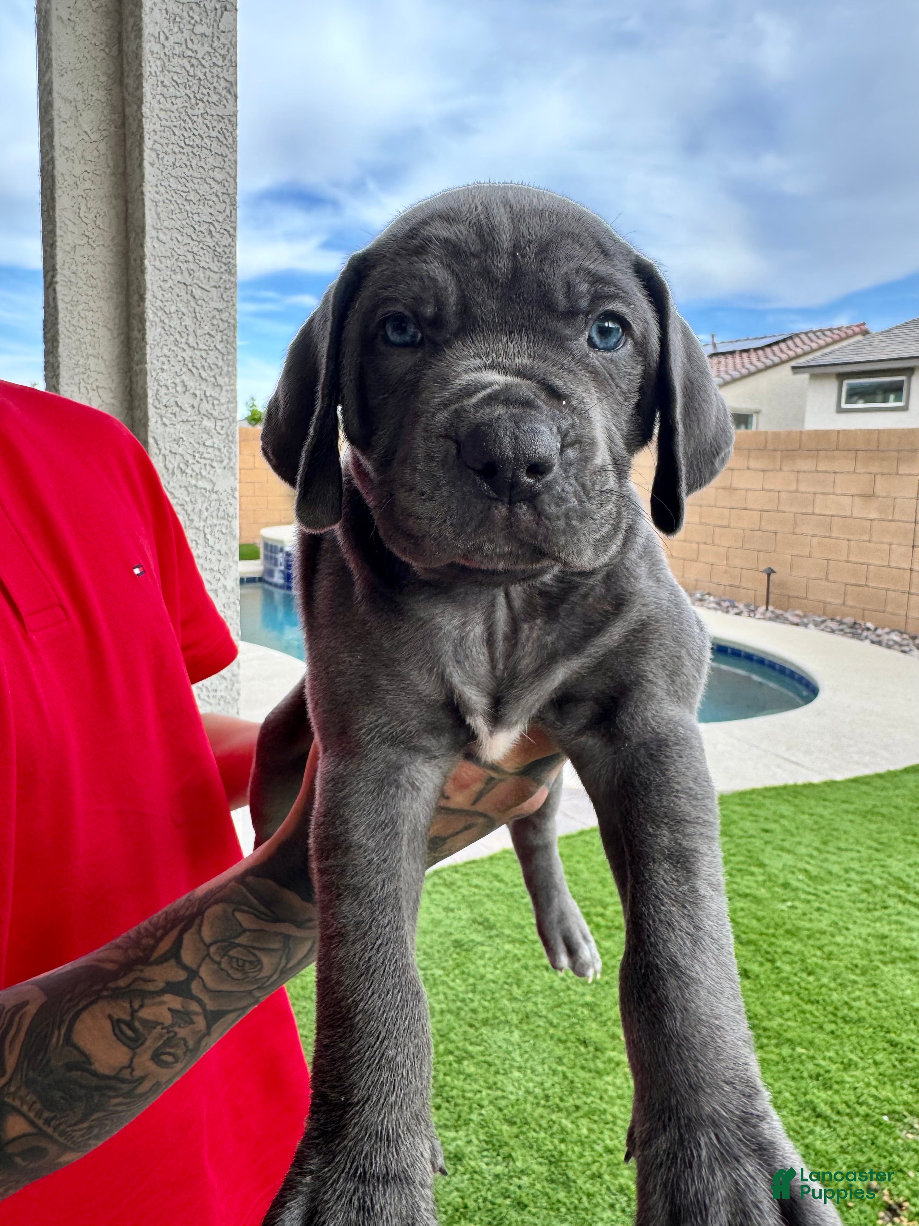 Mixed Breed dogs Mixed Breed Puppy 5 (neon green) - Ad 26