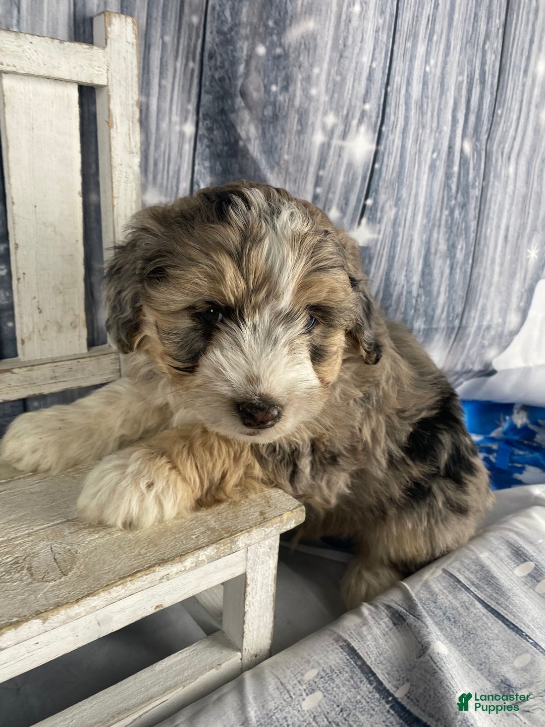 Aussiedoodle dogs for sale: Luke - Ad 2