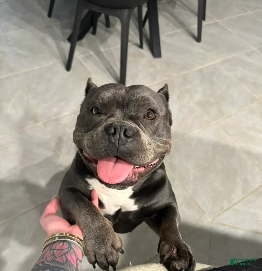 Mixed Breed dogs for sale: Black Merle Split Face, Micro Bully Female - Ad 6