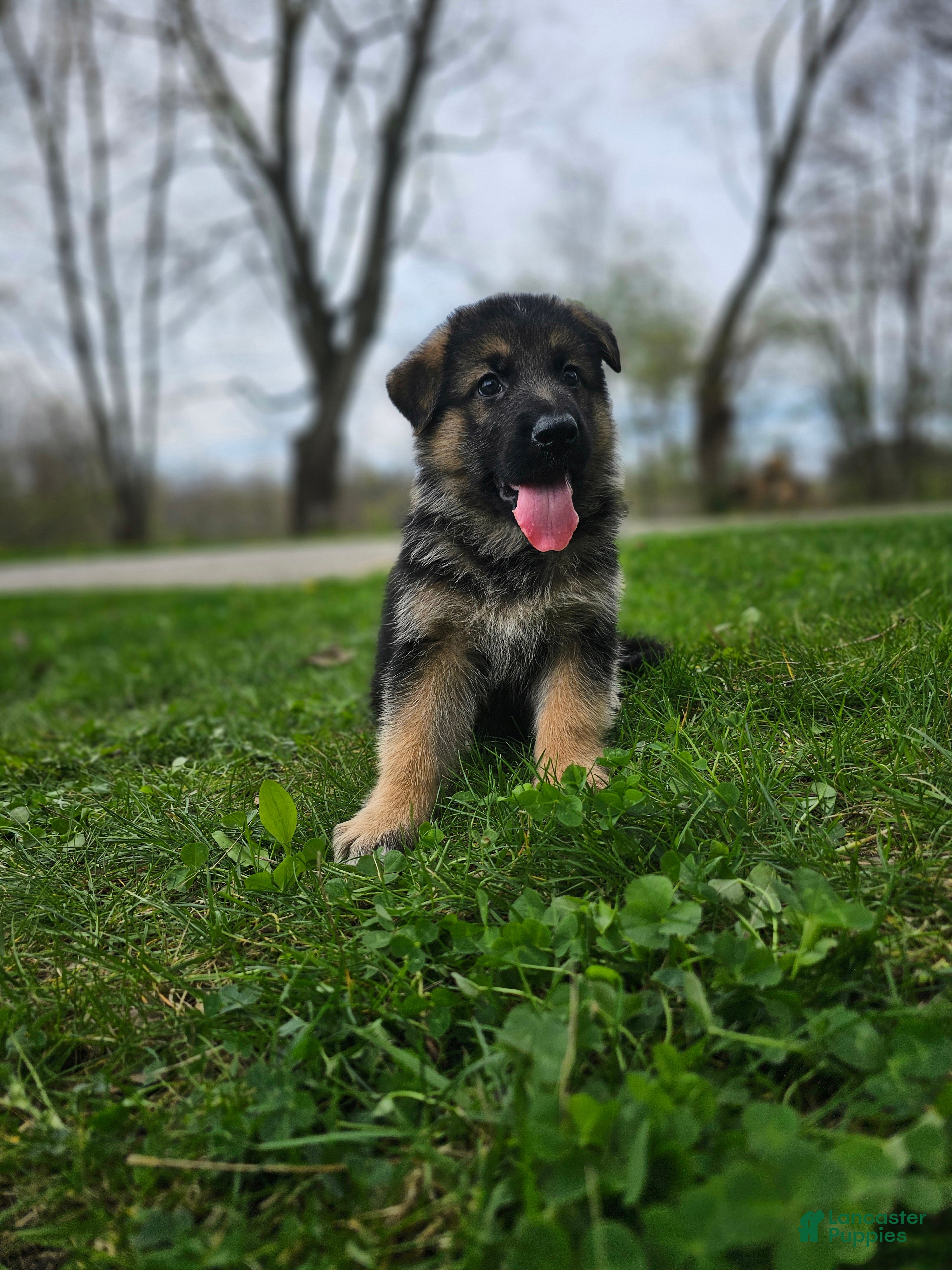 German Shepherd dogs Denali  - Ad 1