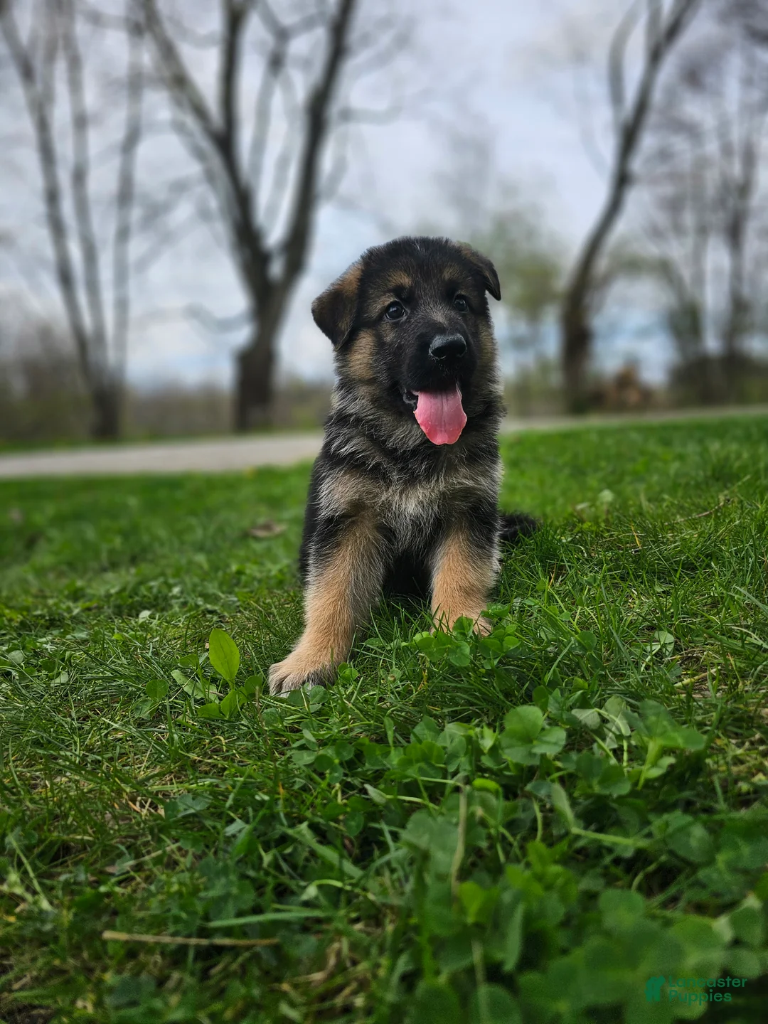 German Shepherd dogs for sale: Denali  - Ad 1