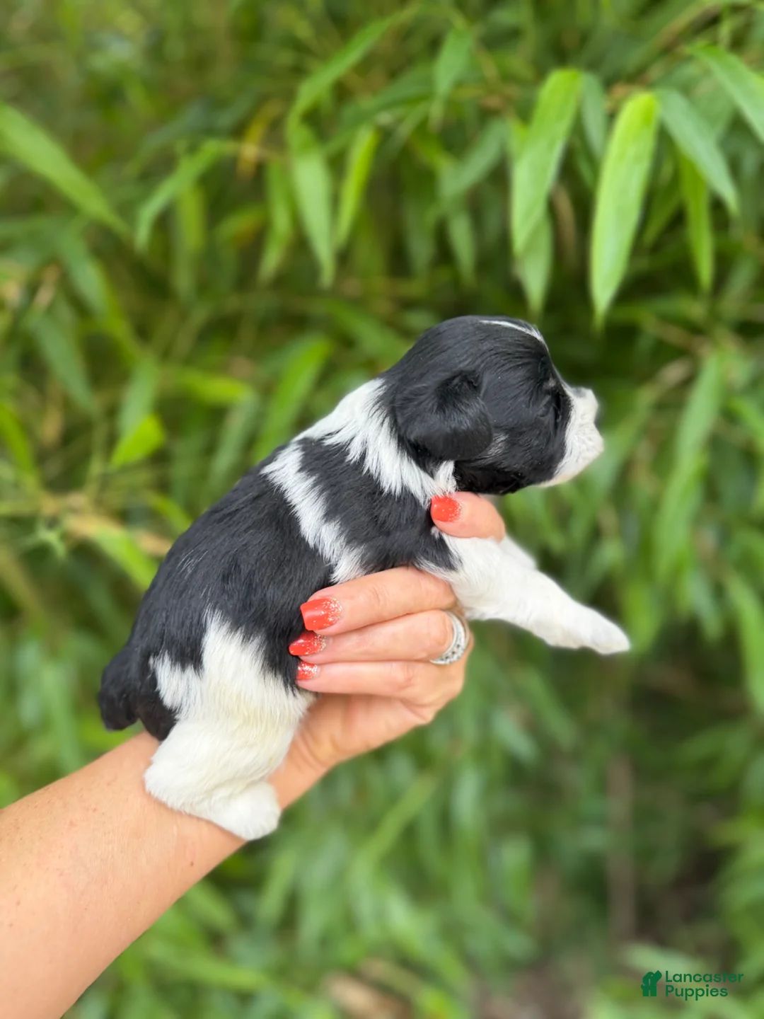 Miniature Schnauzer dogs for sale: Miniature Schnauzer Puppy 1 - Ad 4