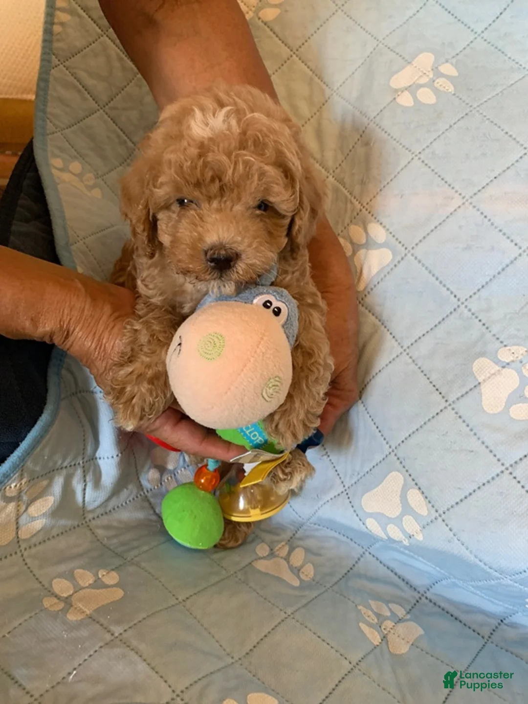 Cockapoo dogs for sale: Cockapoo 3 - Ad 1