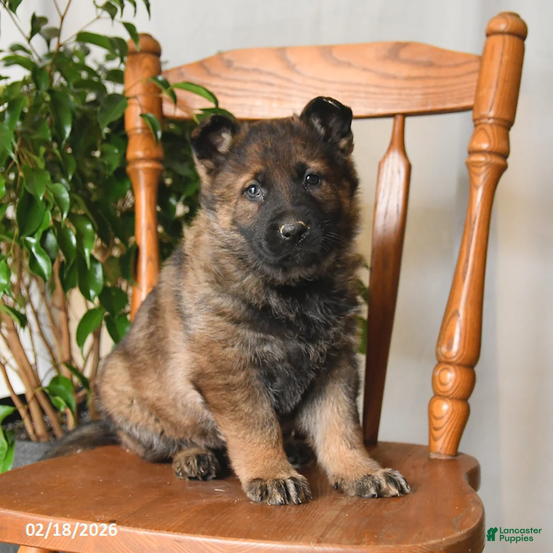German Shepherd dogs for sale: Misty - Ad 3