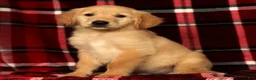Golden Retriever dogs for sale: Rusty - Ad 5