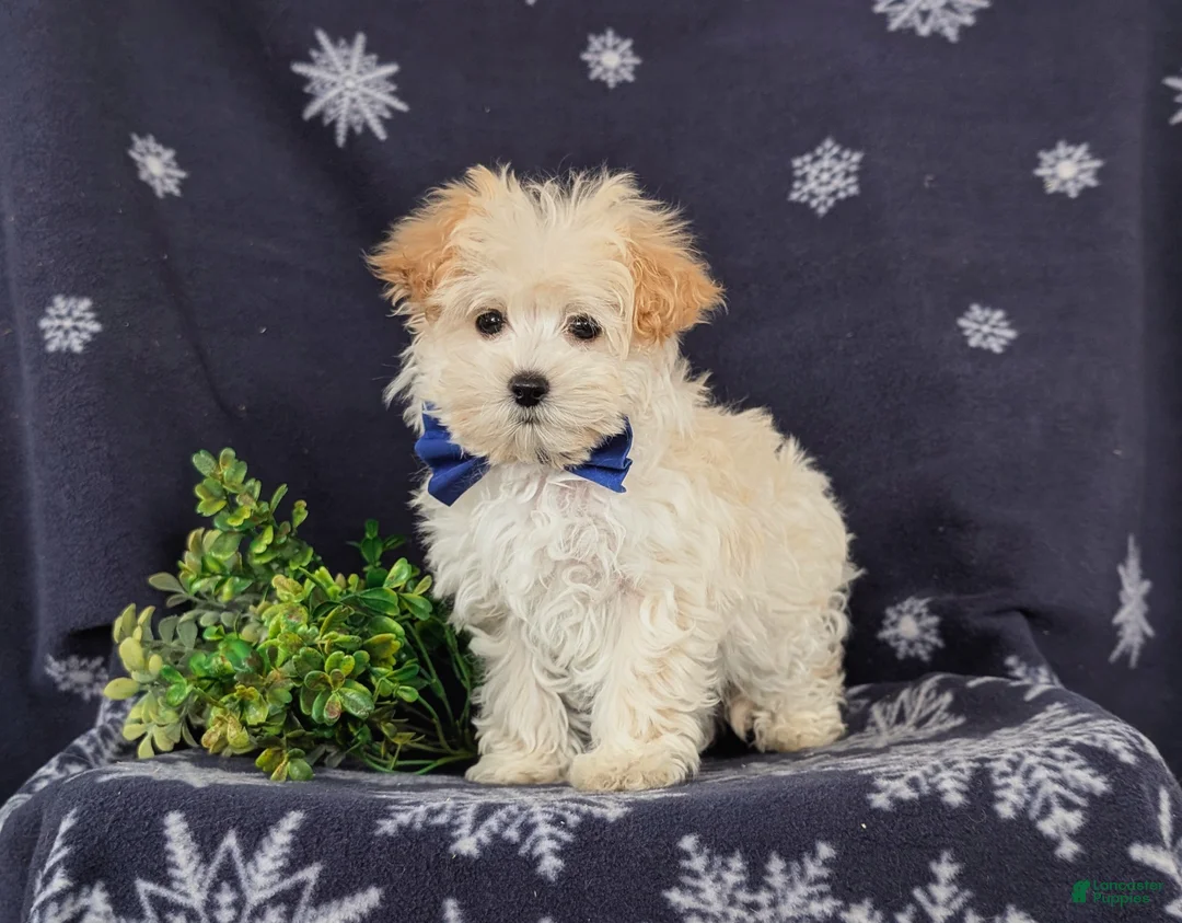 Maltipoo dogs for sale: Brock 7 lbs Full Grown - Ad 3
