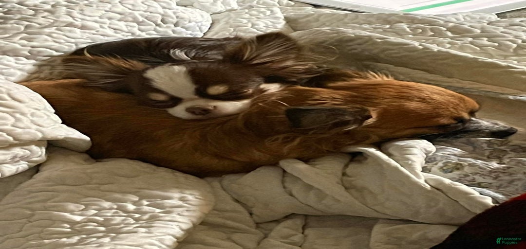 Gallery Image {{count}}