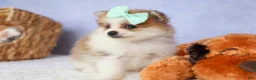 Pomeranian dogs for sale: Frankie 🐶 - Ad 6