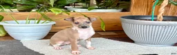 Italian Greyhound dogs for sale: Italian Greyhound male 3 Fawn boy  - Ad 4