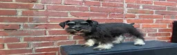 Schnauzer dogs for sale: Schnauzer Puppy 3 - Ad 5