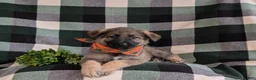 Mixed Breed dogs for sale: Barnaby - Ad 6