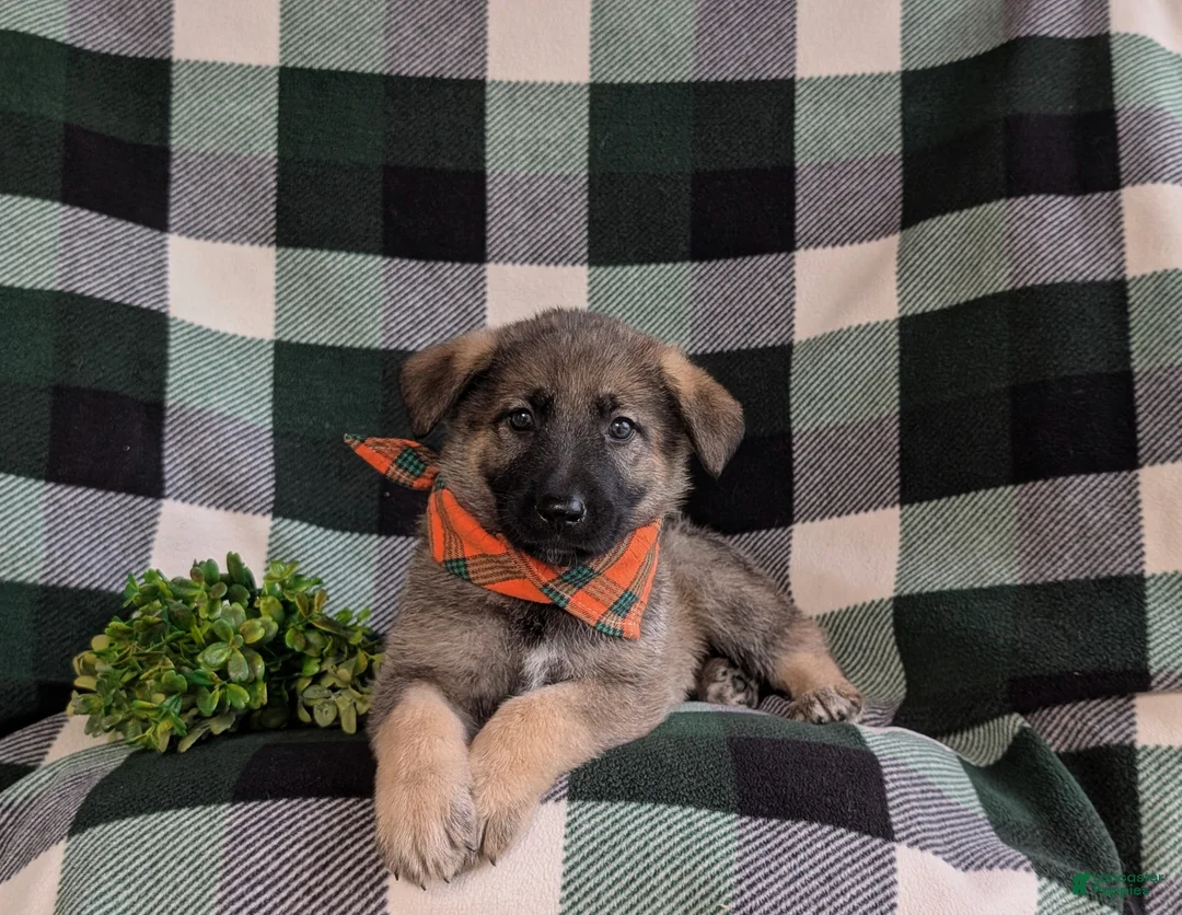 Mixed Breed dogs for sale: Barnaby - Ad 6