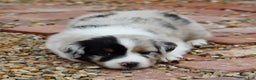 Australian Shepherd dogs for sale: Clara - Ad 22