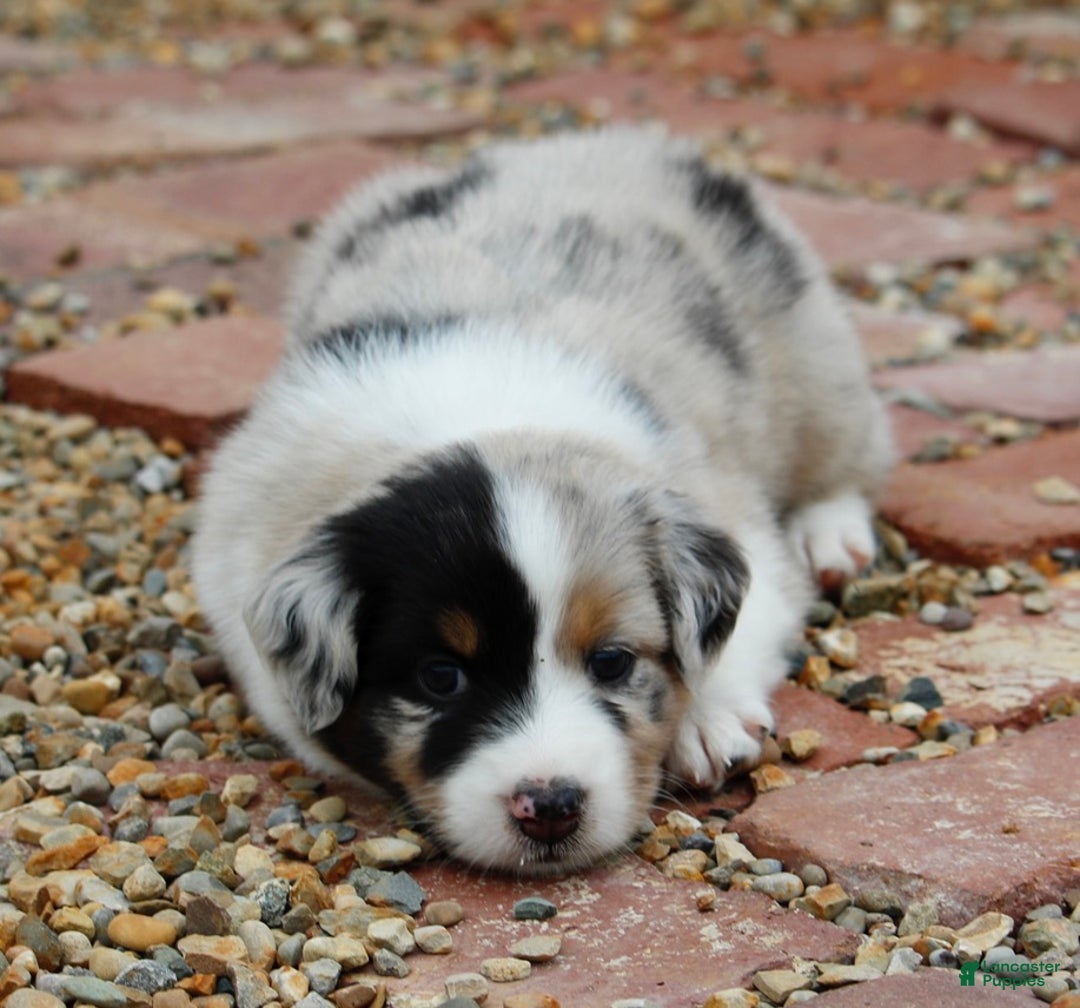 Australian Shepherd dogs for sale: Clara - Ad 22