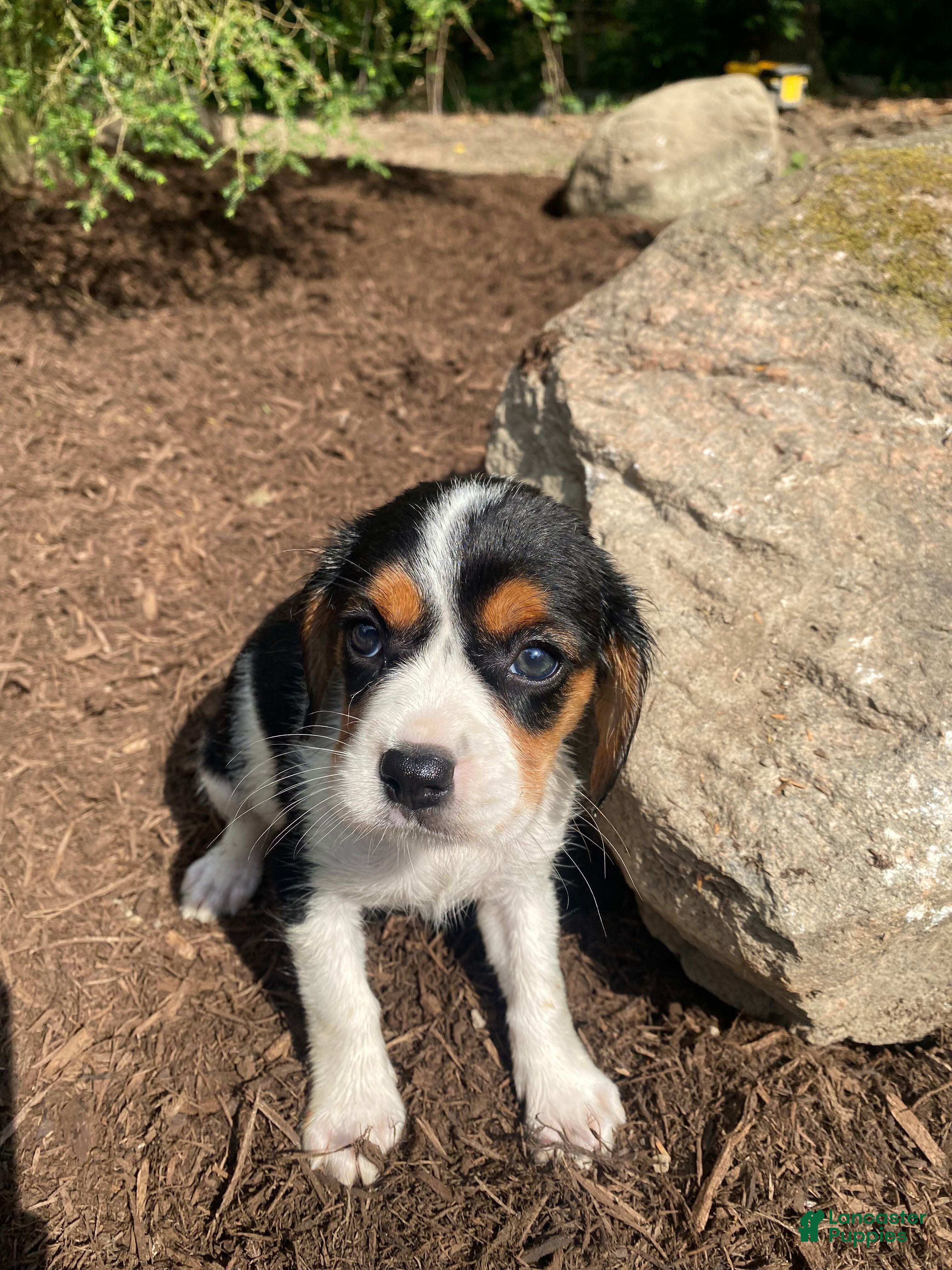 Beaglier dogs Amber - Ad 2
