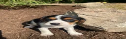 Beaglier dogs for sale: Amber - Ad 2