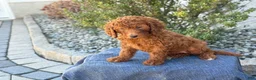 Goldendoodle dogs for sale: Avery - Ad 10