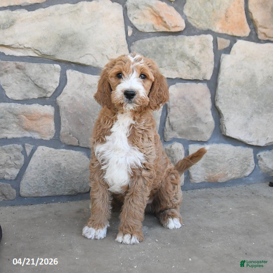 Labradoodle dogs Milo - Ad 1