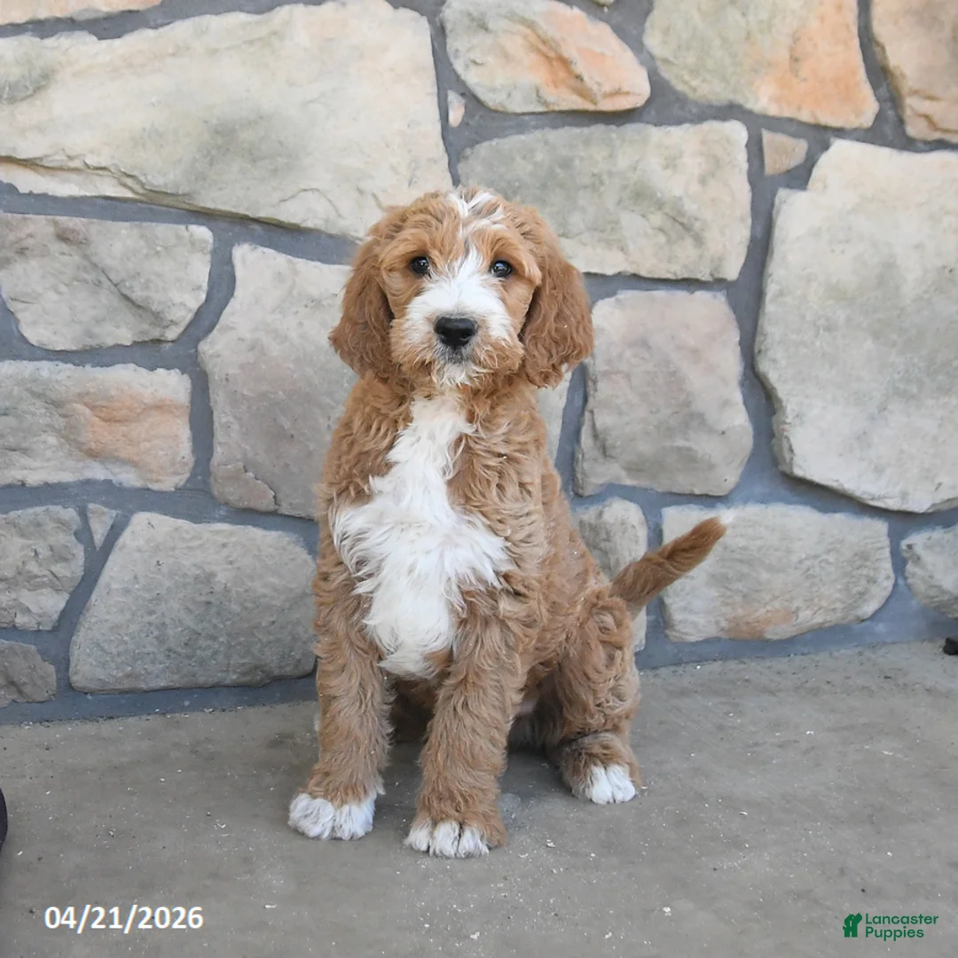 Labradoodle dogs for sale: Milo - Ad 1