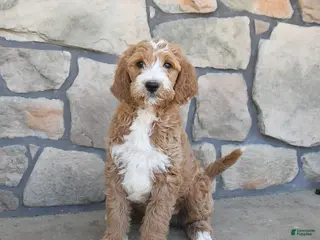 Labradoodle dogs for sale: Milo - Ad 3