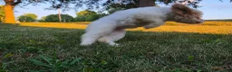 Cavapoo dogs for sale: Cardamom  - Ad 14