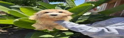 Cavapoo dogs for sale: Gizmo - Ad 3