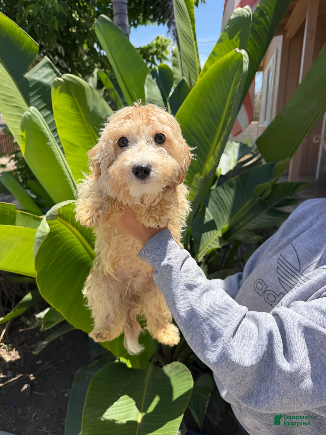 Cavapoo dogs for sale: Gizmo - Ad 3