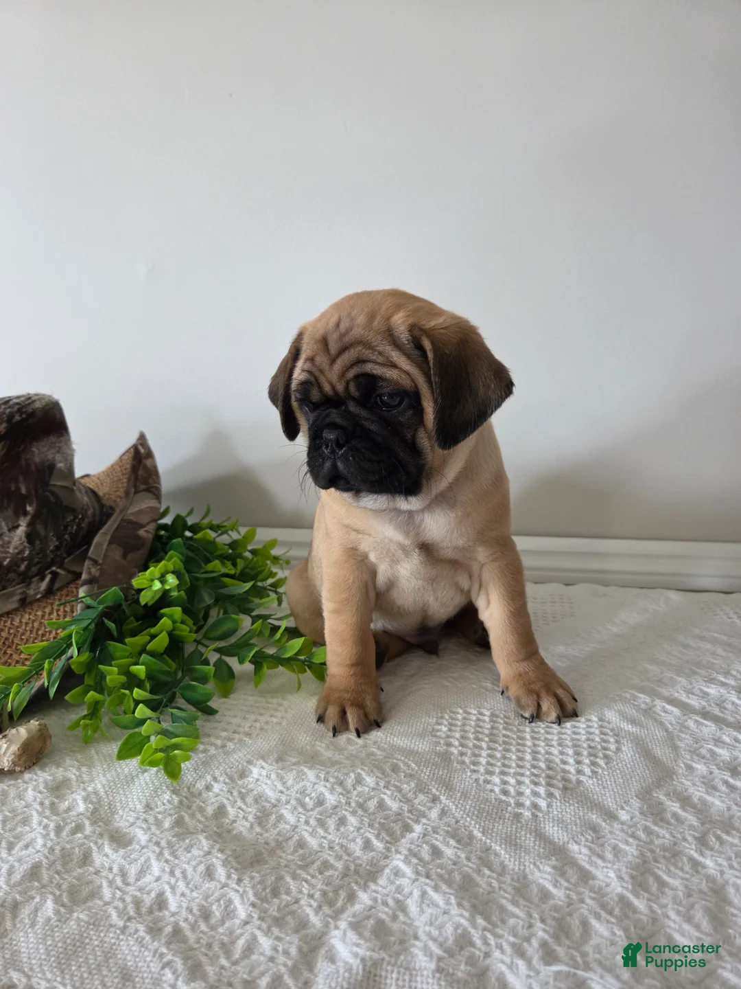 Puggle dogs for sale: Duke - Ad 8