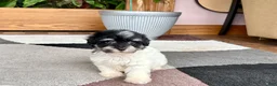 Havapoo dogs for sale: Havapoo girl 2 - Ad 12