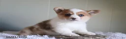 Welsh Corgi Pembroke dogs for sale: Pumpkin - Ad 3