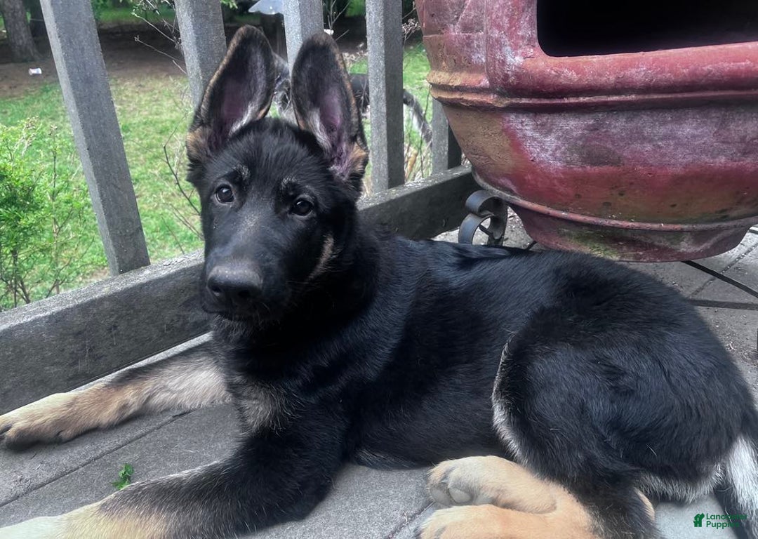 Gallery Image {{count}}