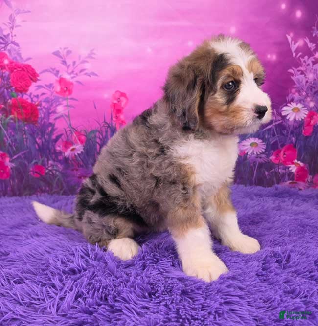 Mini Bernedoodle dogs Brenna - Ad 2