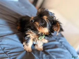 Yorkshire Terrier dogs Tiny Fabio - Ad 10