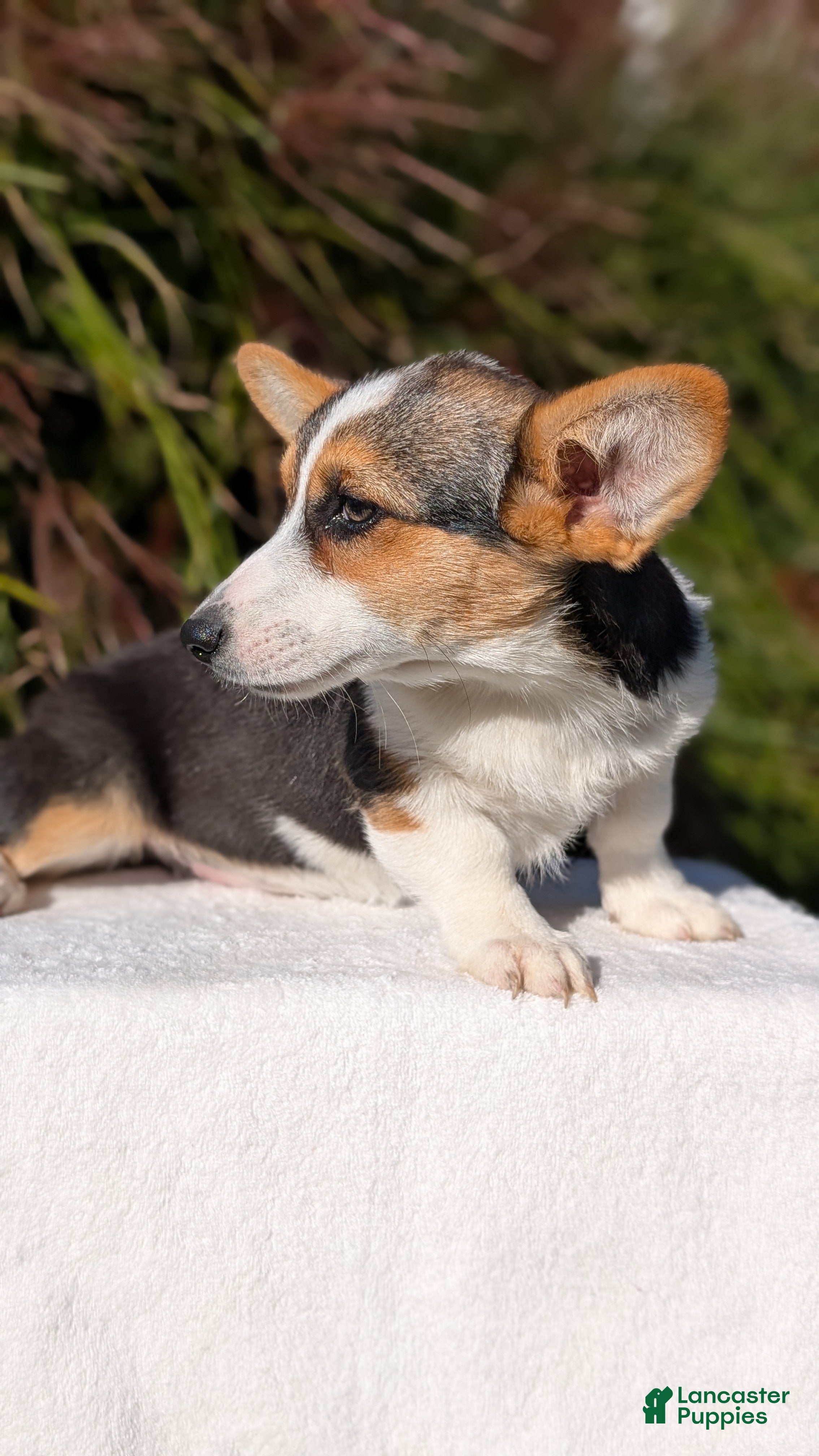 Welsh Corgi Pembroke dogs Lanie - Ad 2