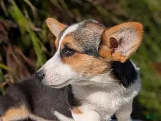 Welsh Corgi Pembroke dogs Lanie - Ad 2