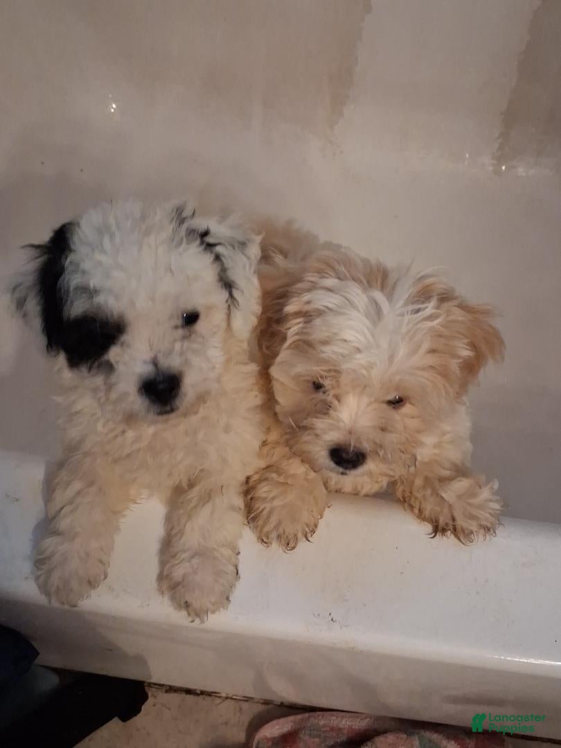 Shihpoo dogs Dotty - Ad 2