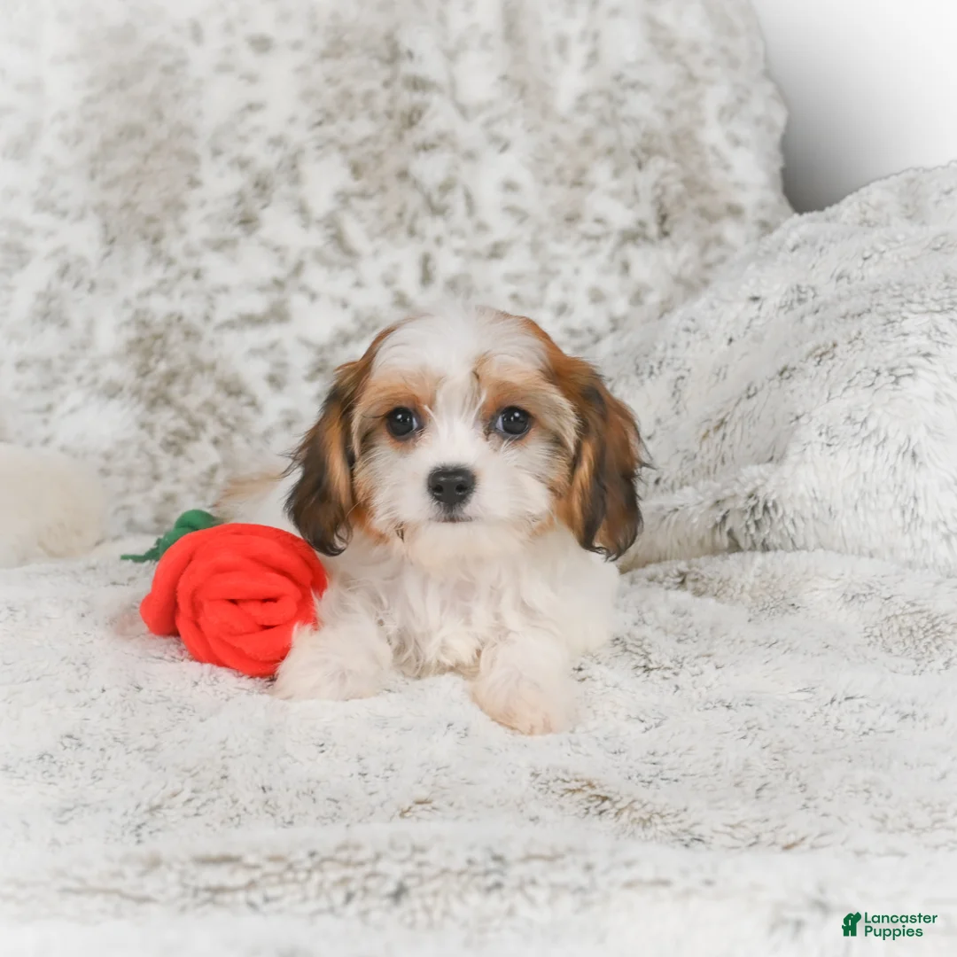 Havanese dogs for sale: Heidi - Ad 4